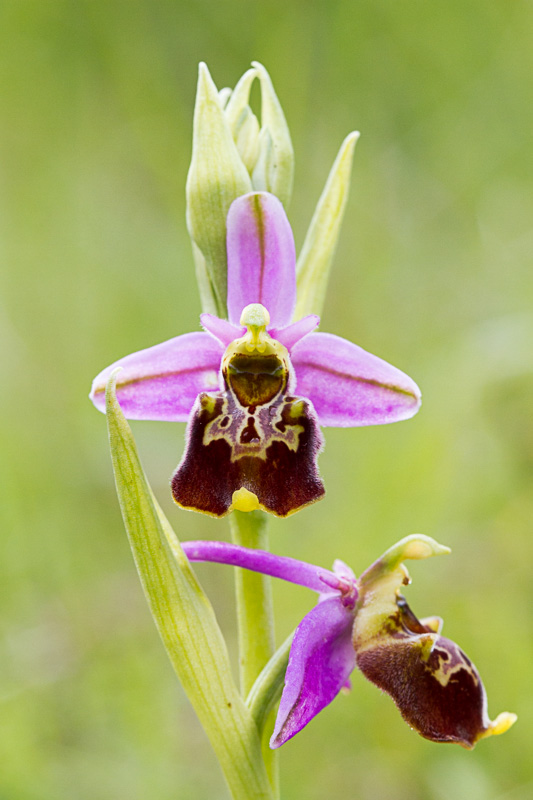 Ophrys fuciflora.JPG