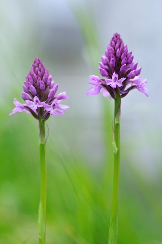 Anacamptis pyramidalis_8601.jpg