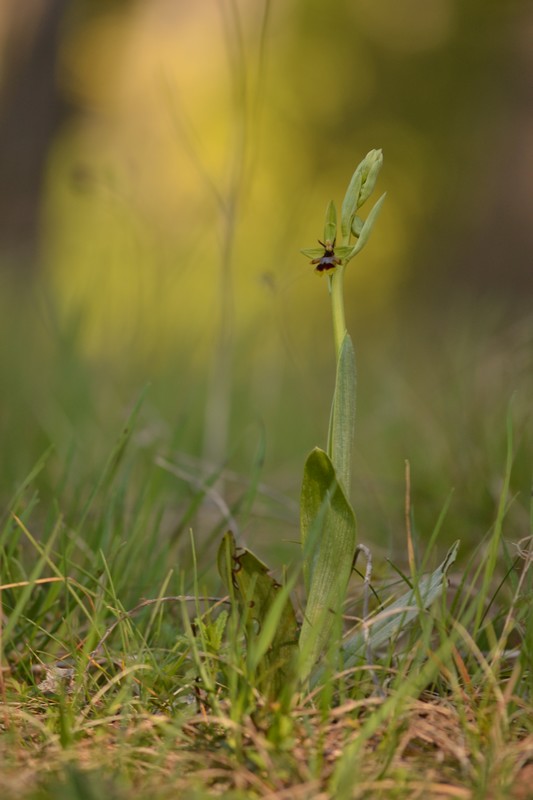 Ophrys d'Aymonin.jpg