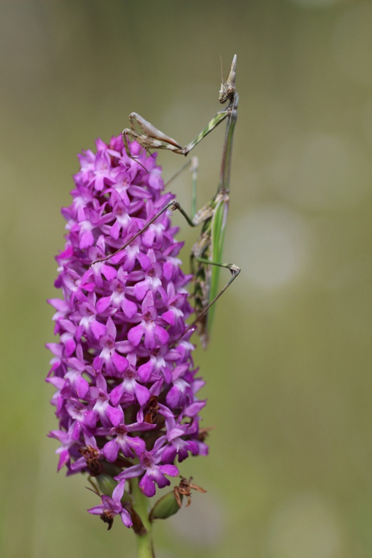 Orchidée et empuse.JPG