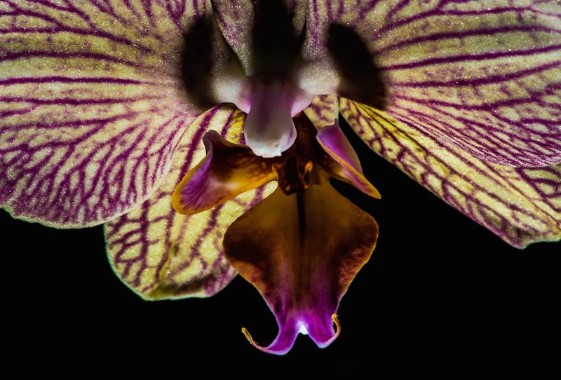 cc orchidéé -3.jpg
