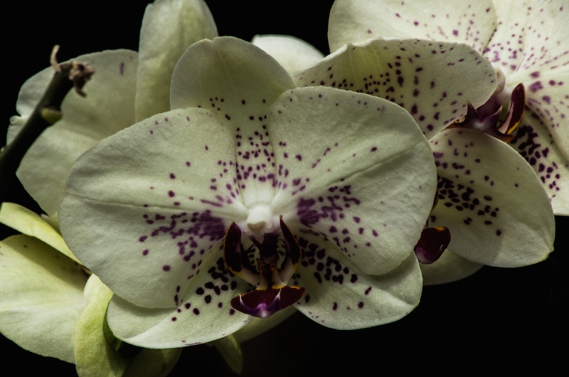 cc orchidéé -2.jpg