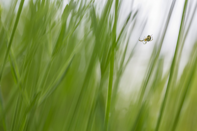 epeire pluie verte.jpg