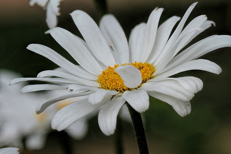 Test focus stacking 5 red 4.jpg