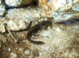 Calotriton des Pyrénées.JPG