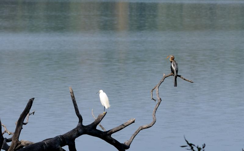 15 Anhinga roux et aigrette garzette.jpg