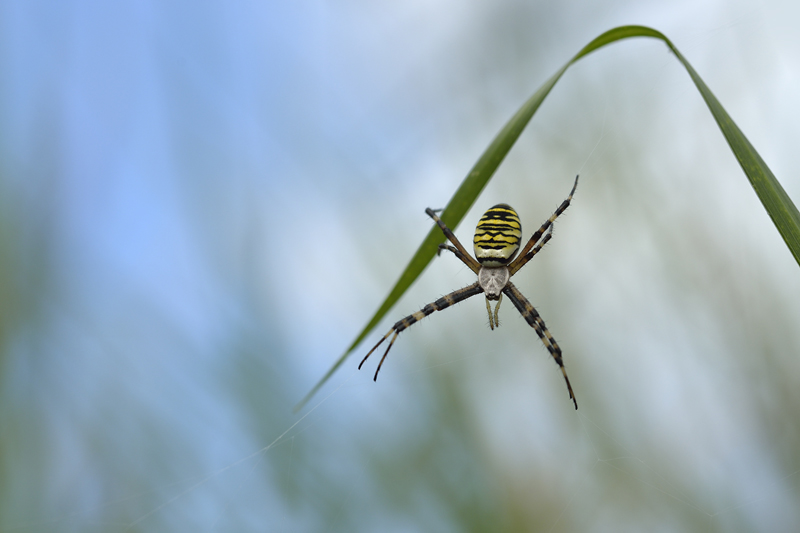 Argiope 3.jpg