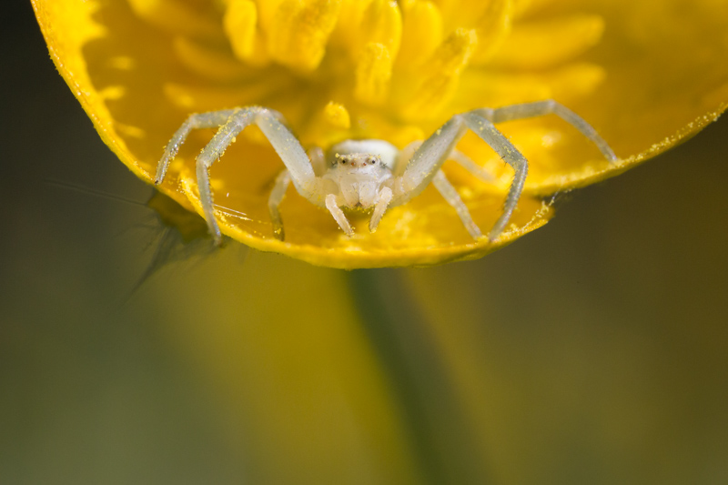 araignéecrabe2-2.jpg