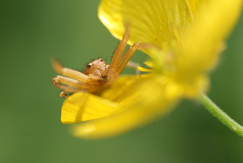 concours image nature araignée 2.jpg