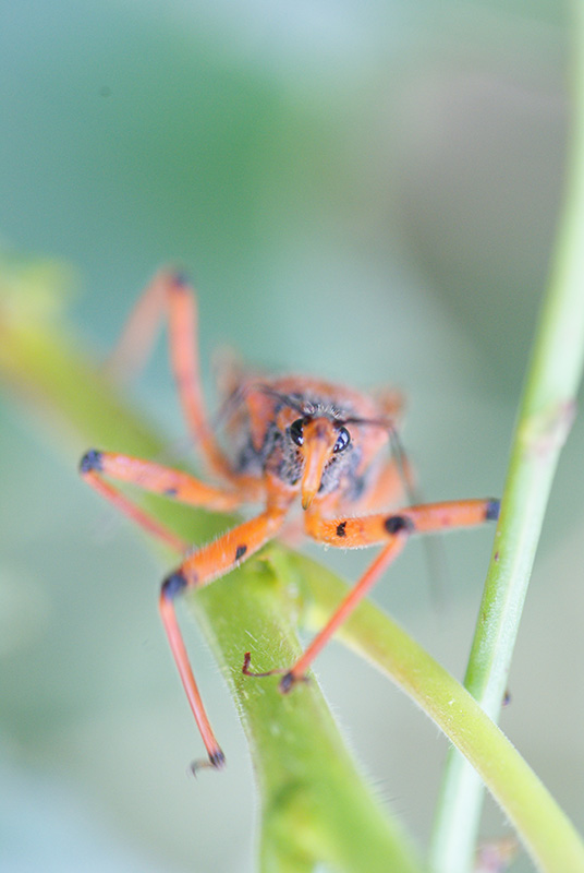 concours image nature araignée.jpg