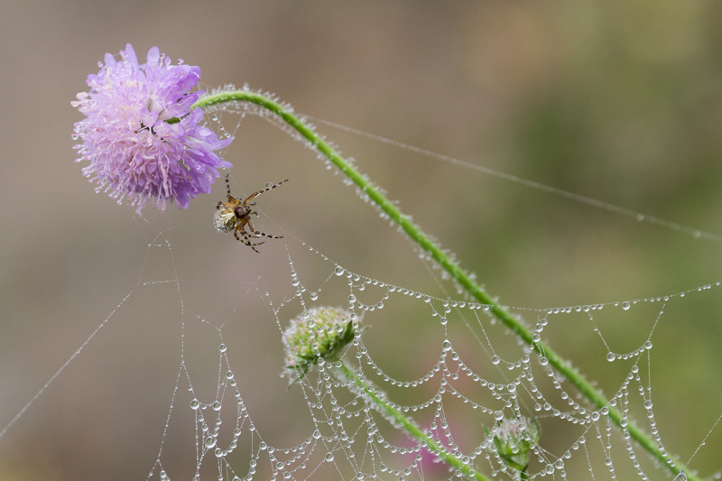 Araignée et goutte d'eau.jpg