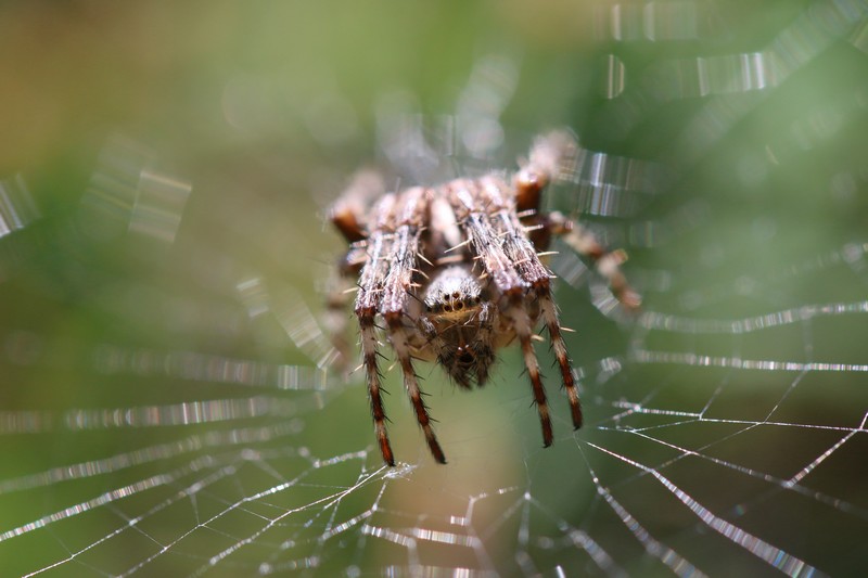 Epeire diadème_Araneus diadematus.JPG