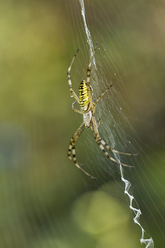 Araignée Frelon 03.jpg