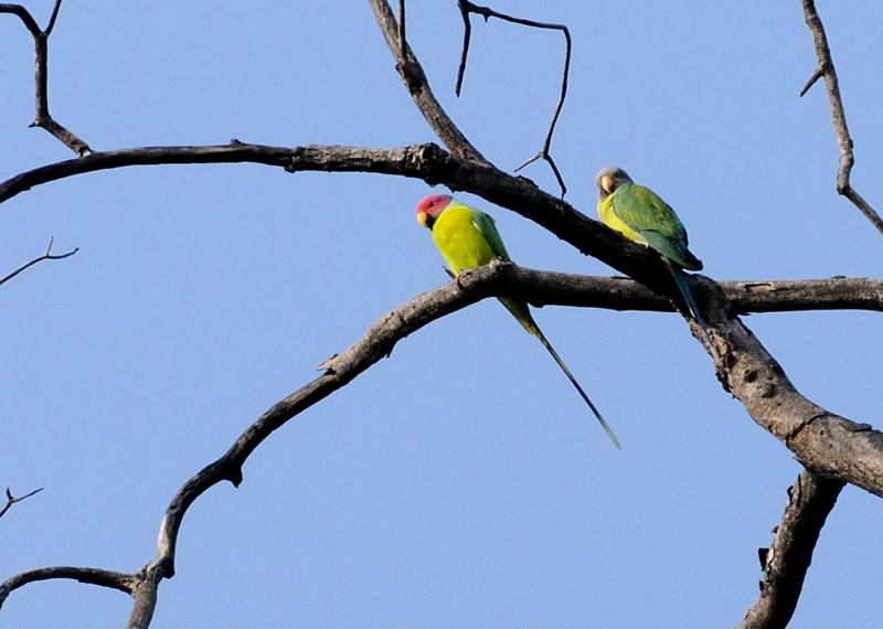 27 Tadoba Couple de perruches à tête prune.jpg