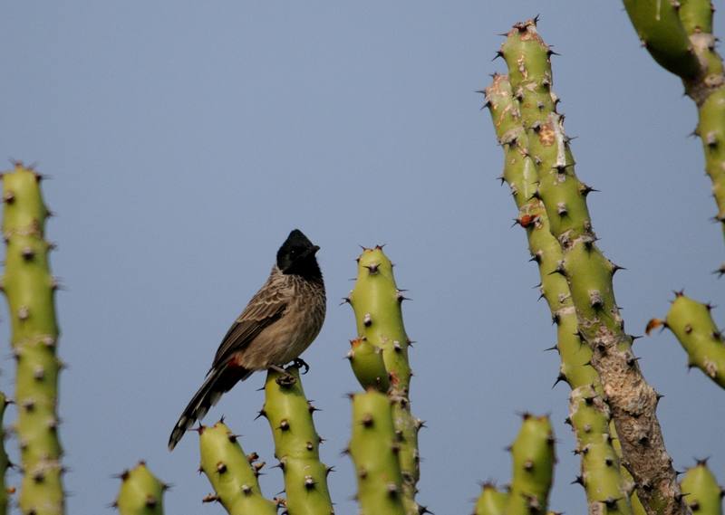 37 Bulbul à ventre rouge.jpg