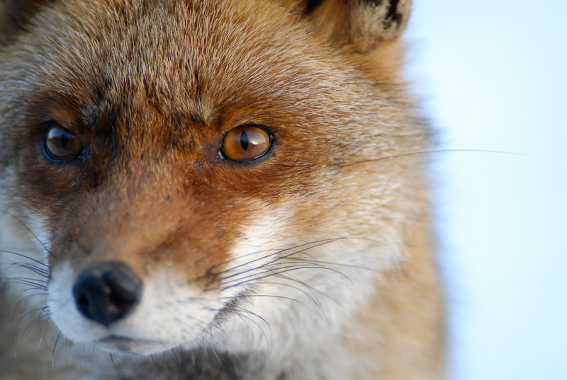 Renard-image-et-nature-3.jpg