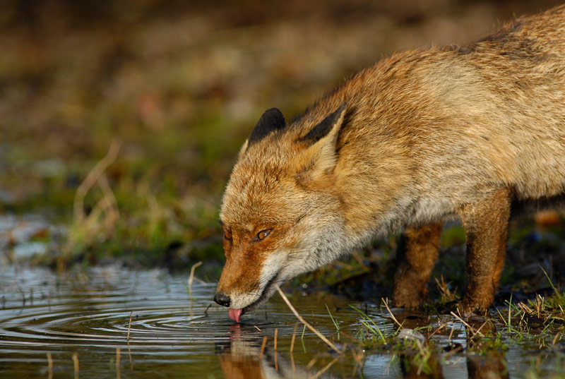 Renard-image-et-nature-2.jpg