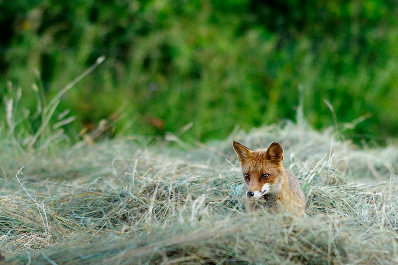 Renard1MCOQUELLE.jpg