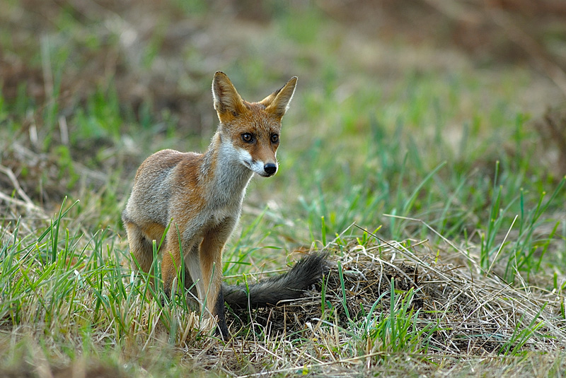 Renard2MCOQUELLE.jpg