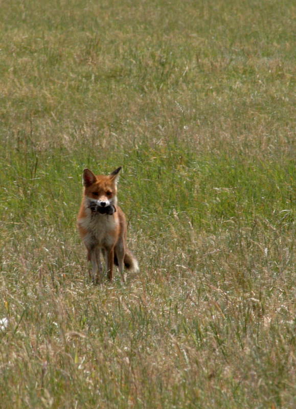 retour de chasse.jpg