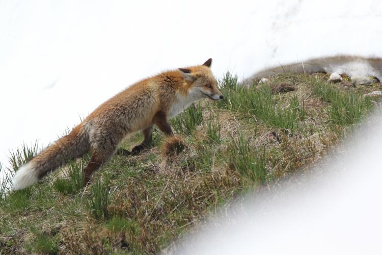 renard en maraude sur la neige (1).jpg