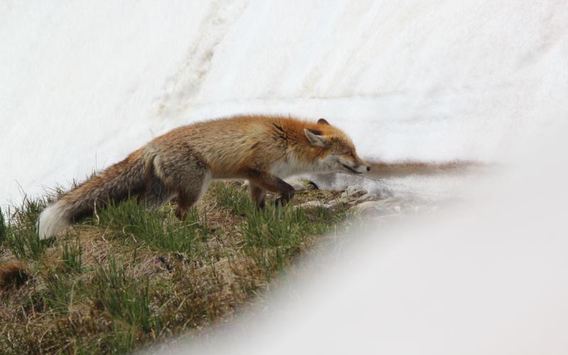 renard en maraude sur la neige (3).jpg