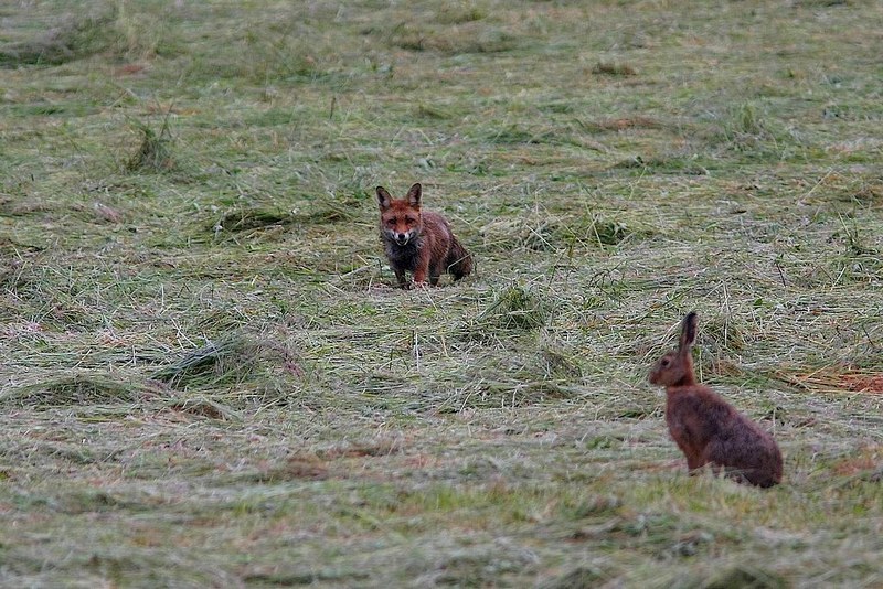 Renard et lièvre2.jpg