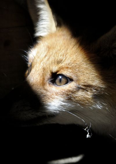 Renard - Lac du Der juin 2012.JPG