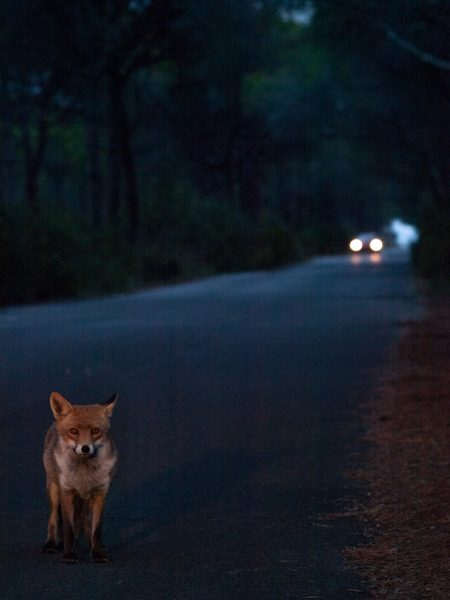 renard parc naturel de Maremme Toscane.jpg