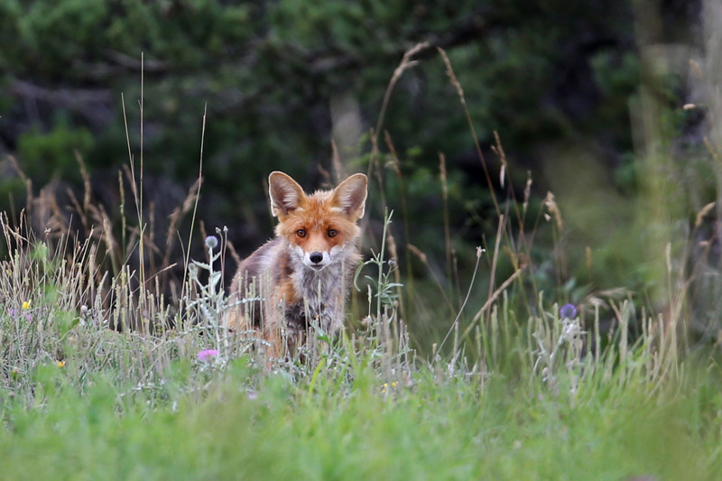 Renard_Glaise_20140728_0411_800.jpg