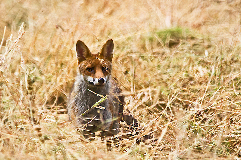 OK-3-RENARD-XXX-OK-IMG_8672.jpg