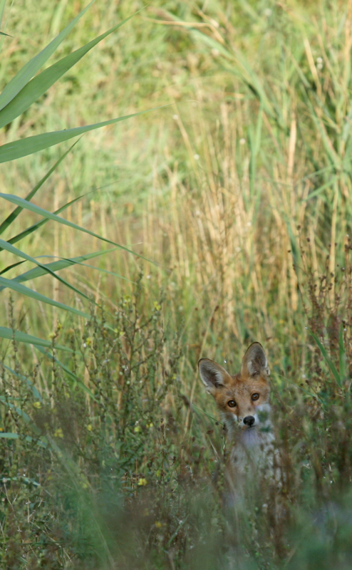 RENARD-NATIM.jpg