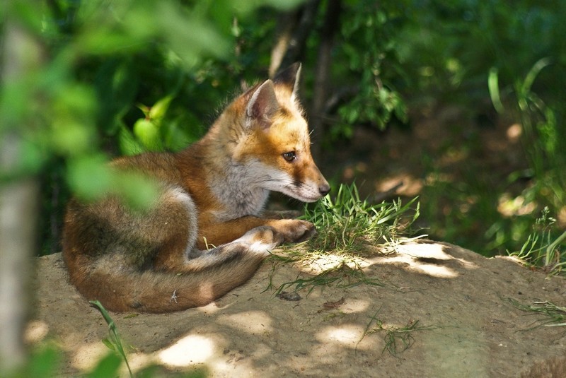 Renard (2).jpg