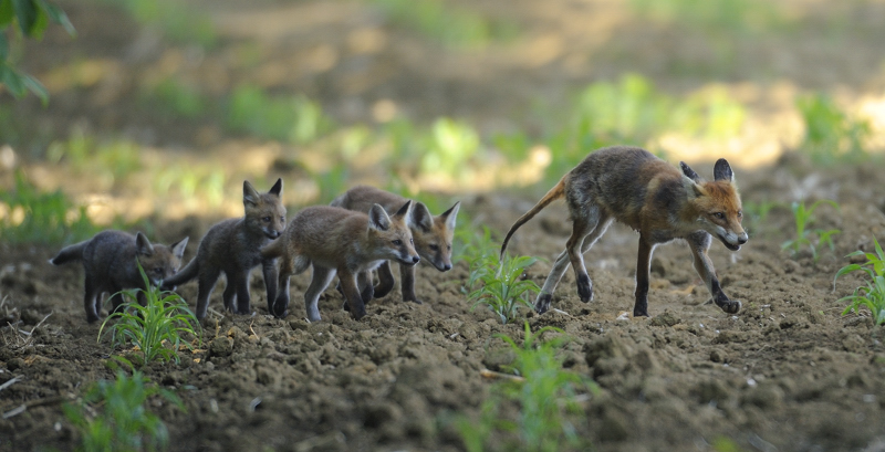 Famille Renard.jpg