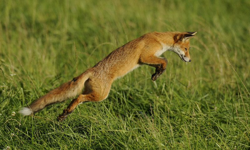 Le saut du renard.jpg