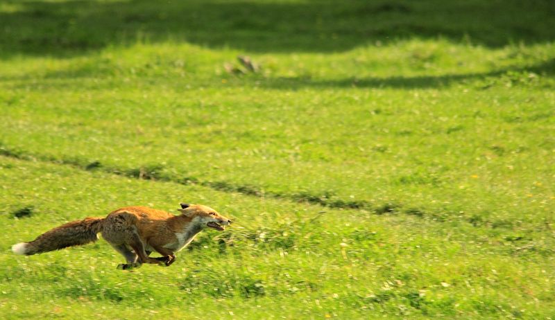 IMG_9396RENARD.jpg