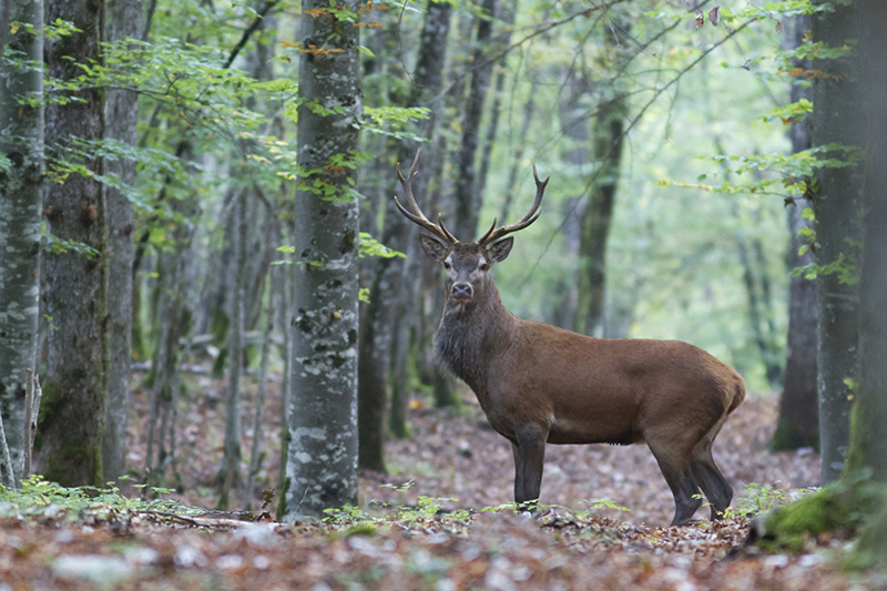 _MG_3807-Cerf.jpg