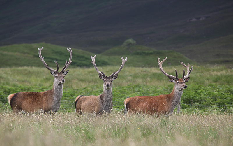 Cerf élaphe région d'Oban Ecosse_36 copie.jpg