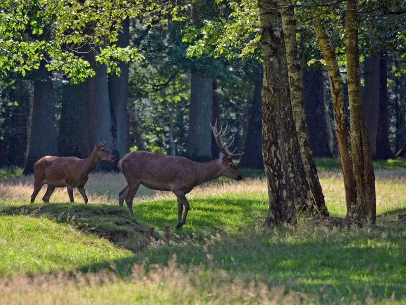 Rambouillet 041 copy.jpg