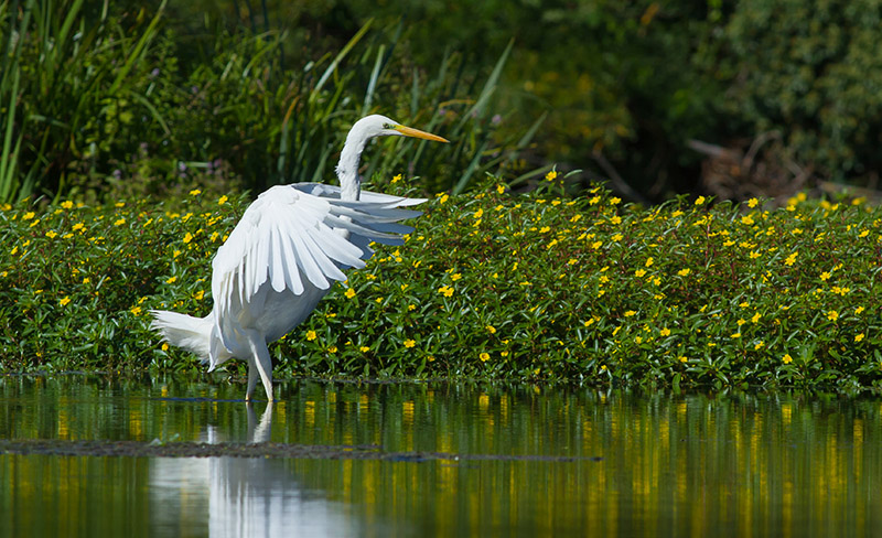 Grande Aigrette-2.jpg