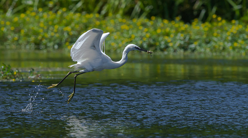 Aigrette-09.jpg