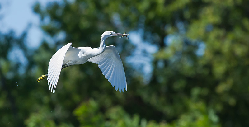 Aigrette-04.jpg