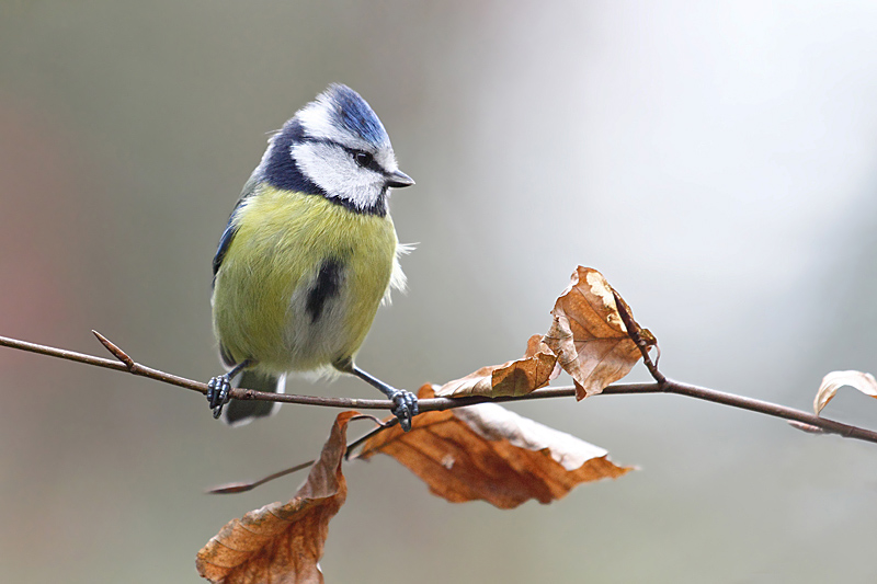 Mésange bleue 104 copie.jpg