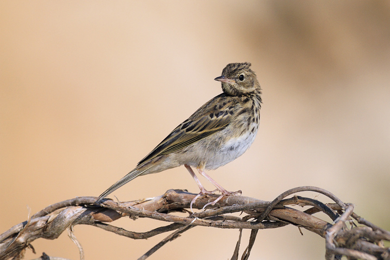 Fait PP HFR Pipit des arbres juv.jpg