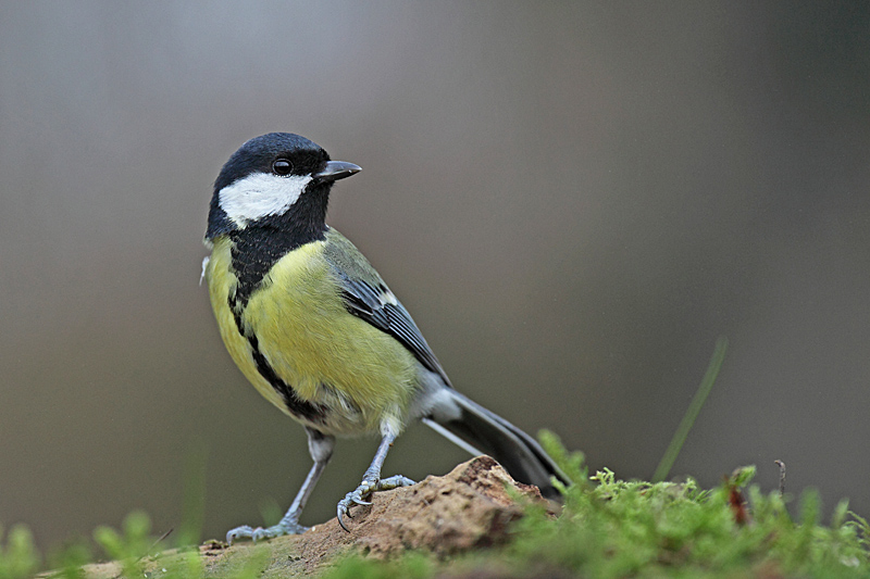 Mésange charbonnière F 18 copie.jpg