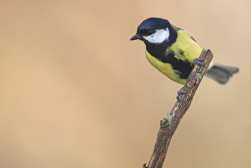 Mésange charbonnière M  18 copie.jpg