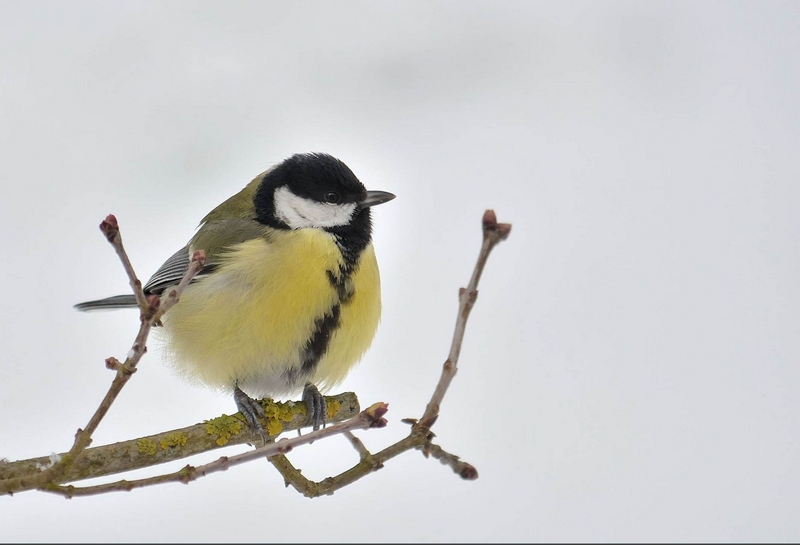 22012013-Mésange charboniere neige-2.jpg