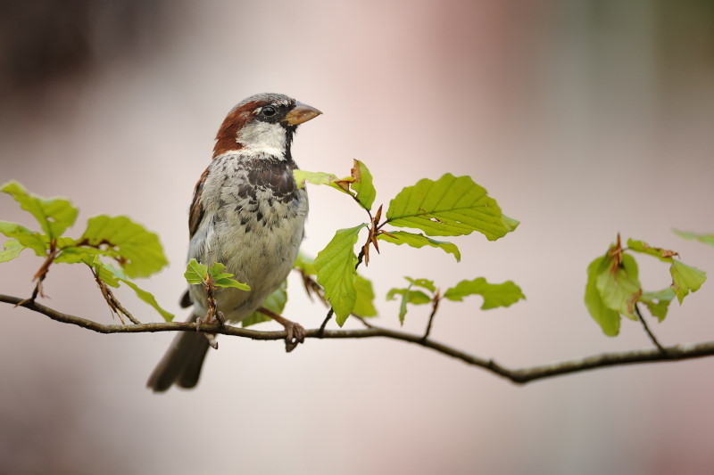 DSC_4343Moineau.jpg