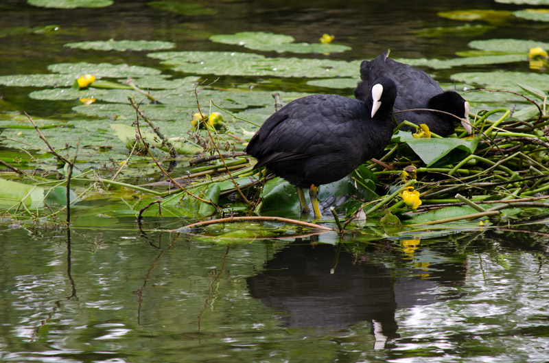 Foulque macroucle-Juin 2013-1.jpg