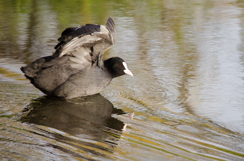 Foulque macroucle-Novembre 2014-2.jpg